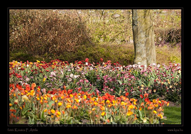 Keukenhof Hollandia 063.jpg